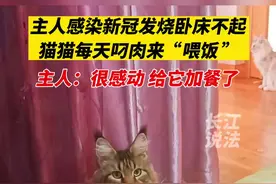 仗义的“送饭猫”，主人阳性后浑身疼痛、卧床不起，小猫把自己的口粮都送给主人吃。#喵星人 #萌宠视频封面