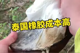 泰国橡胶树产的乳胶为什么成本那么高呢 #橡胶树 #乳胶 #泰国