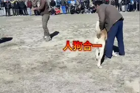 #人和狗合一 #战斗 #猛犬视频封面