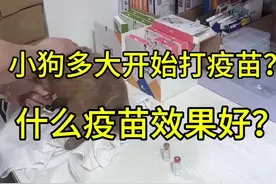 幼犬狗狗多大开始打疫苗？什么疫苗效果比较好？#狗狗 #打疫苗 #萌宠出道计划 #新手养狗 #萌宠