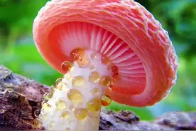 世界上最美的四种蘑菇#寻找1000位科普达人 #有趣的冷知识又增加了 #科普涨知识 #你不知道的冷知识 #每天持续分享科普知识视频封面