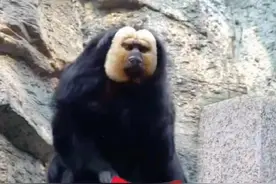 长的像无脸男的白脸僧面猴和像山海经里面的白耳狨猴 #科普 #涨知识 #寓教于乐 #萌娃日常