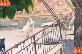 狐狸的叫声，个#神奇动物在抖音 个很奇怪？#狐狸 #狐狸怎么叫 ！视频封面