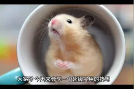 仓鼠认主人只需一步！#怎么让仓鼠认主人视频封面