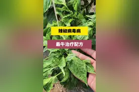 辣椒病毒病，教你一个最牛治疗配方，再也不发愁辣椒病毒病了#分享农业知识帮农民增产增收 #新农人计划2023 #辣椒种植 #工业辣椒 #农业植保知识分享视频封面