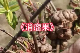这植物长满疙瘩你见过吗？它就是消瘤果，也叫黄花香，是金丝梅树上长的虫缨 #植物#识百草视频封面