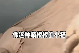 躺板板的小猫六个月会长多大#曼基康矮脚#东芝玉兔#东芝洗烘套装#东芝白治愈之旅