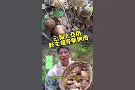 专业导航找菌子 云南人找菌子用导航#云南人对菌子有多狂热 #野生菌 #云南邀请全抖音来捡菌子 @抖音短视频 @抖音热点宝
