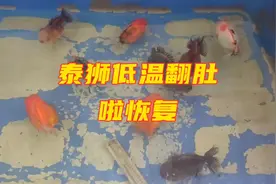 泰狮金鱼因低温造成的栽头失鰾，恢复的概率挺大的#观赏鱼 #金鱼视频封面