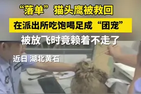“落单”猫头鹰被民警带回所里照顾，它吃饱喝足后竟赖着不肯走了…😂网友：这是凭实力上岗！视频封面