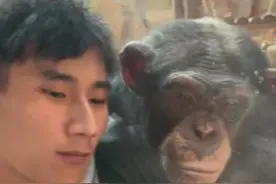 5月15日，江苏。原来#猩猩 也会沉迷手机，屏幕被挡还会生气。网友：没有这个玻璃，估计就挨打了。#看一遍笑一遍视频封面