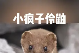想在家养一只伶鼬？你就等着发疯吧！ #伶鼬