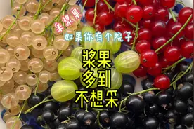 朋友的经验告诉我：如果我有个大院子，千万不要种太多醋栗！视频封面