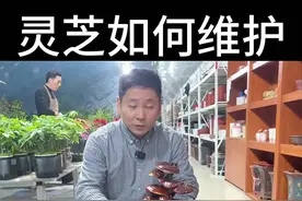 灵芝本身是没什么害处的，摆到家里也特别好看，，但它不是活的，大家记住这一点，不能听人家说这是活体灵芝，那你就上当受骗了#花卉绿植 #室内盆栽 #灵芝 #养花小知识视频封面