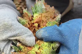 这个东西南方的朋友见过吗 松塔太难砸开了，小松鼠到底是怎么吃到的，直接从松塔里取出的松子，大家吃过吗 #优质农产品 #松果在这 #松塔 #松子 #大自然的馈赠视频封面