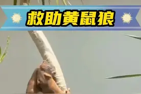 女孩救了一只因打架受伤的黄鼠狼，没想到黄鼠狼拖家带口来报恩 #神奇动物在抖音 #人与动物和谐共处 #万物皆有灵性 #动物的迷惑行为 #萌宠出道计划