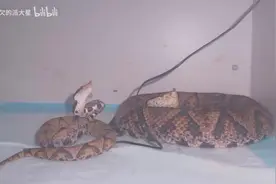 五步蛇要咬人的前兆，当它做出这个动作的时候就一定要注意了……视频封面