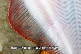 越南进口巴沙鱼流程及注意事项#越南巴沙鱼进口#一般贸易进口清关视频封面