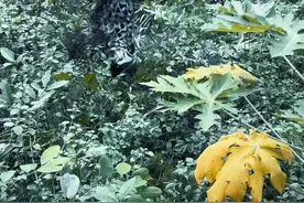 水下突击，蛙人必胜。#周书人视频封面