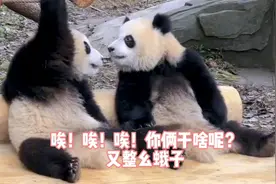 大熊猫渝爱真不愧是宝藏女孩，一举一动都能上热搜！它那睡姿视频封面