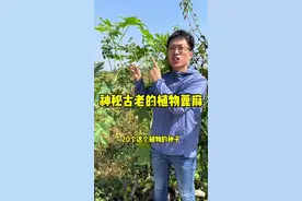 蓖麻是一种古老的植物，可以追溯到史前时期，它原产于非洲，后来经过丝绸之路传入我国。你的家乡也有蓖麻吗？管它叫什么名啊？#植物 #蓖麻 #新农人计划2024 @抖音短视频