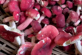 真实实录，凌晨3点出发大山深处采摘红菇全过程VCR #户外实拍