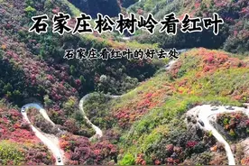 石家庄松树岭已经堵车 景色是真美，不用门票，听我的话看完视频，单行道属于堵车走不了，建议8点到，人少，开车随便逛。#治愈系风景 #dou出你的私藏景点 #一起来拍秋天 #红叶 #山里dou是好风光视频封面