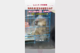 狗狗生病，医生给做雾化治疗，转头一看差点笑喷:它很享受…（来源@浙江之声）#云南萌宠 #萌宠 #开屏新闻视频封面
