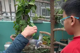 鹦鹉回旋飞技能就是这样练的 #鹦鹉鹦鹉萌萌哒逗鹦鹉 #鹦鹉小白 #鹦鹉🦜 #养鸟经验分享 #养鹦鹉日记