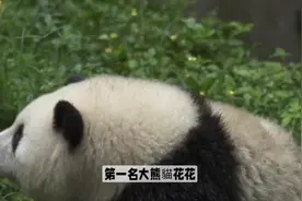 盘点大熊貓排名前五名最好认的特色人气王熊貓#熊猫界顶流