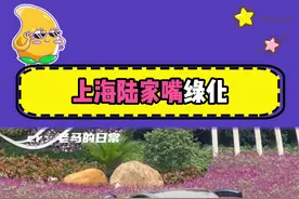 #上海  #东方明珠 #陆家嘴 保险公司：让你上环岛不是创环岛啊视频封面