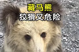 藏马熊有多可怕，看到一定要远离！ #藏马熊 #藏马熊视频 #藏马熊有多可怕 #藏马熊向人招手是为什么 #藏马熊伤人