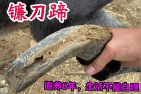 出疆土驴4个蹄超1米，个个七扭八歪受折磨，修完成三寸金莲脚视频封面