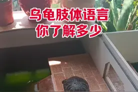 乌龟肢体语言你了解多少#乌龟肢体语言 #养龟日常 #乌龟怎么养
