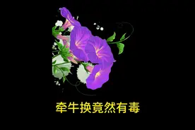 牵牛花竟然有毒#省流侠 #知识领航者 #冷知识 #禁止废话