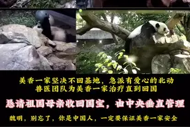 9月9日美香一家的状态#旅美大熊猫美香一家 #添添 #小奇迹回家视频封面