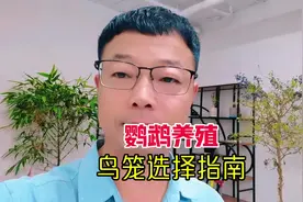 家庭养殖与繁殖场必备：鹦鹉鸟笼选择终极指南上篇：养殖场#鹦鹉