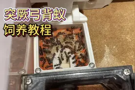 来自新疆的突厥弓背蚁饲养教程#蚂蚁 #爬宠日常 #神奇动物在抖音视频封面