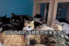 受到网友们的启发，将供暖猫窝进行扩建 #我和流浪猫的故事 #流浪猫 #aztk固体唇蜜视频封面