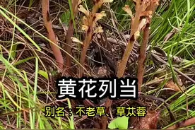 #青少年课外知识讲堂 #青少年必备文化常识 #植物科普