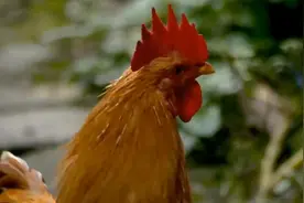 《清晨》：阳光洒满大地，清新旋律唤醒人心。