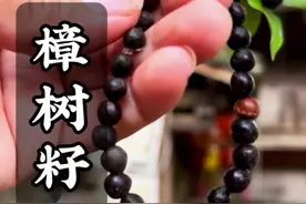 樟树被称为江南四大名木，它成熟后的黑色种子原来也是个宝，你哪里叫它什么#古法 #新农人计划2024 #非遗 #大自然的馈赠 #植物科普