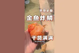 金鱼炸鳞怎么操作我来给你详细讲解#炸鳞 #养殖基地 #观赏鱼 #祝大家年年有鱼视频封面
