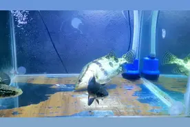 鳜鱼蹭缸侧躺是寄生虫的开始？？？#观赏鱼 #养鱼养心 #鳜鱼