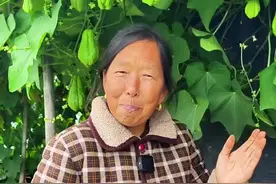 佛手瓜的种植生长讲解 生菜杨姐这个视频拍的有点急#生菜杨姐 #佛手怎么种植 #拍摄现场 #搞笑 #每天分享蔬菜种植技巧 @DOU+小助手