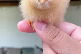 女子捡到只神奇的蛋，把它孵化成形后，竟有人要出1万美刀购买 #万物皆可盘 #抖in萌宠计划 #宠物鸡 #神奇的动物在抖音