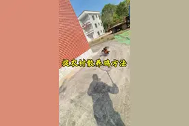 捉鸡精通方法指南，大家过年回到老家试一下哈#抓鸡 #散养土鸡 #农村 #三农 #农村生活