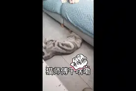 猫咪为什么爱舔蛋蛋啊#萌宠出道计划 #萌宠 #猫咪的迷惑行为视频封面