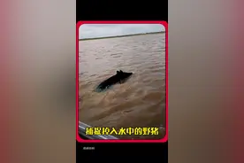 男人驾驶小船捕捉落水的野猪 #神奇动物在抖音 #动物的迷惑行为 #野生动物 #内容启发搜索视频封面