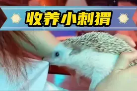 刺猬妈妈把小刺猬送给你女孩收养，女孩无奈之下决定收益小刺猬 #神奇动物在抖音 #萌宠 #萌宠出道计划 #感人 #动物的迷惑行为视频封面